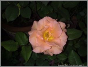 peach-rose