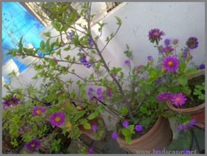 pink-aster-purple-aster-from-seed