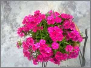 pink-dianthus-from-seed