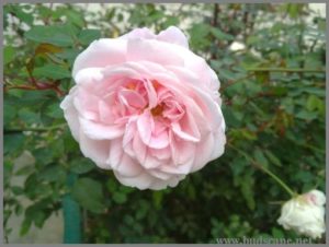 pink-rose-bush