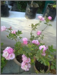 pink-rose-bush-climber