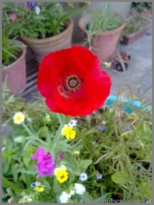 poppy-red