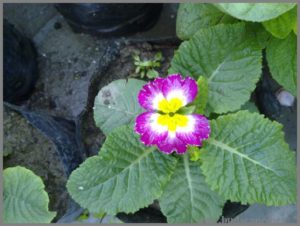 primula-from-seed