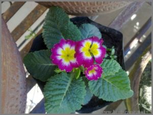 primula-from-seeds