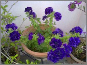 purple-dpuble-petunia-from-seed