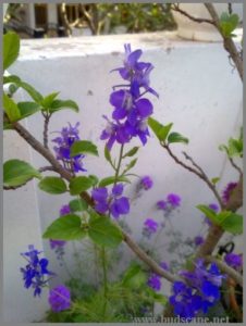 purple-larkspur-from-seed