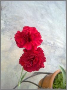 red-carnations