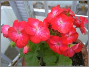 red-geraniums