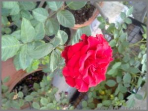 red-rose-plant-in-pot