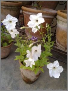 single-self-seeding-petunia-white