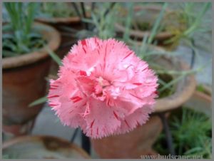 striped-carnation-pink-from-seed