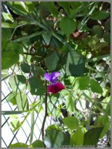 sweet-pea-from-seeds