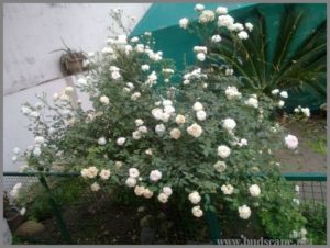 white-rose-bush