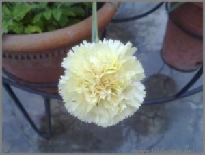 yellow-carnation-for-cutting