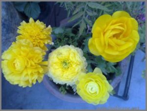 yellow-ranunculus-from-bulbs