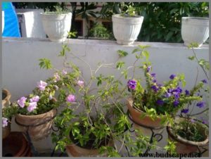 double-petunia-in-pots