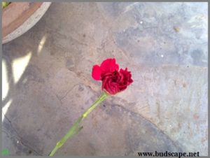 florist-carnation-red