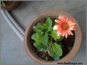 orange-gerbera