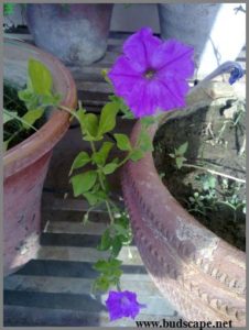 single-petunia-purple