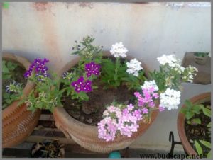 verbena-blooms