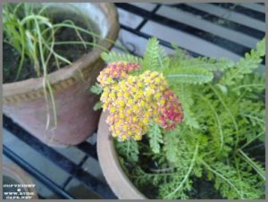 achillea-flowers-1