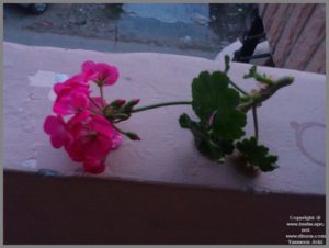 growing-geraniums-in-water-from-leaf-cuttings-1