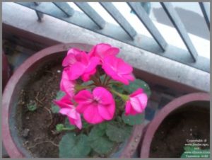 growing-geraniums-in-water-from-leaf-cuttings1