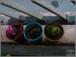 GROWING HYACINTHS IN WATER