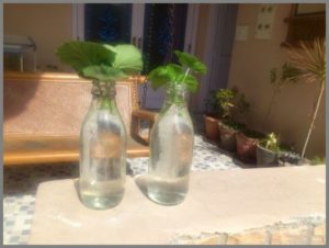 rooting-geraniums-in-water-from-leaf-cuttings-1