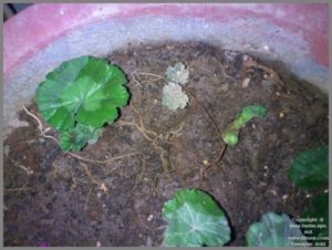 rooting-geraniums-in-water-from-leaf-cuttings