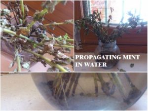 GROWING MINT STEMS IN WATER