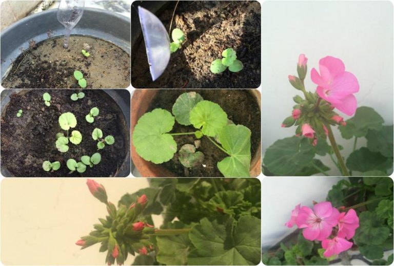 growing-geraniums-from-seed | GARDENING FOR BEGINNERS