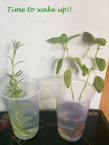 ROOTING PLANTS IN WATER