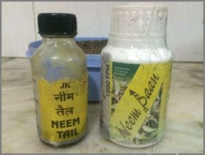 NEEM SPRAY TO GET RID OF MEALYBUGS