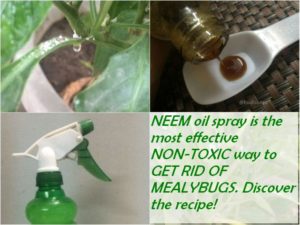 USE NEEM TO GET RID OF MEALYBUGS