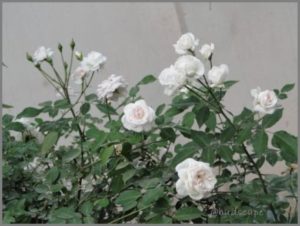 BONE MEAL APPLICATION ROSES