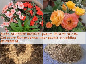 get more flowers bonemeal organic fertilzer