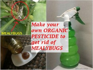 get rid of meaybugs with organic pesticide