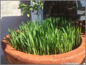 HOW TO GROW WHEATGRASS