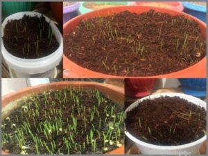 HOW TO GROW WHEATGRASS AT HOME 1\