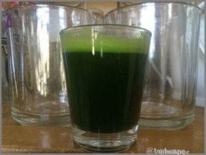 WHEATGRASS JUICE