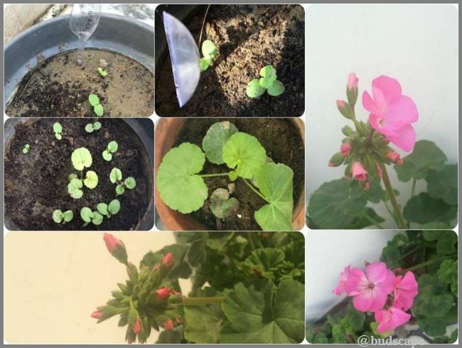 garden-blog-india-how-to-grow-geranium-from-seeds | GARDENING FOR BEGINNERS