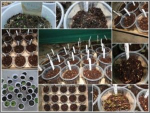 SEED SOWING METHODS