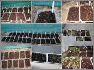 GROW FLOWERS FROM SEED