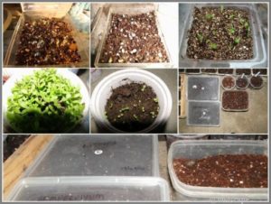 SEED SOWING METHODS