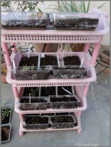 GROW FLOWERS FROM SEED