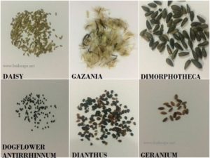 flower-seed-identification-chart