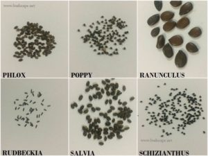 flower-seed-identification-chart