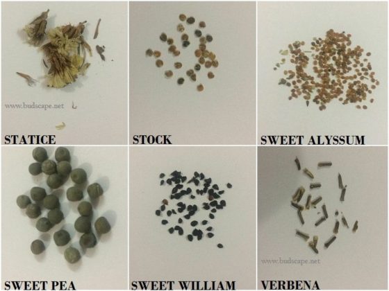 FLOWER SEED IDENTIFICATION CHART – WINTERS / SPRING | GARDENING FOR ...