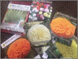 how-to-sow-seeds-marigold-carnation-rosemary